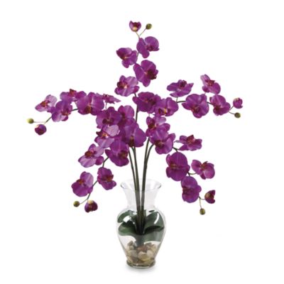 phalaenopsis arrangement orchid