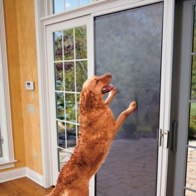 Dog Training
