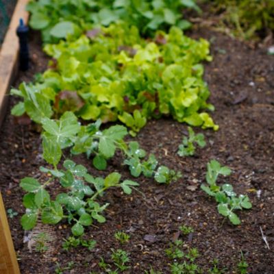 Salad Garden Seed Mat