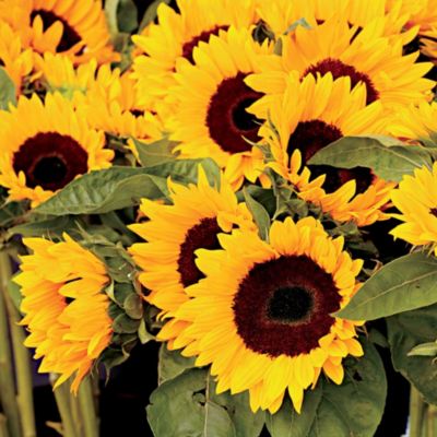 Pre-Seeded Sunflower Garden Roll Out Flowers