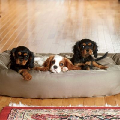 Dog Beds
