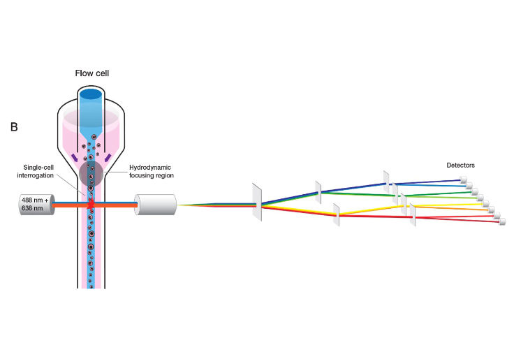 Schematic of spectral flow cytometry detectors configuration