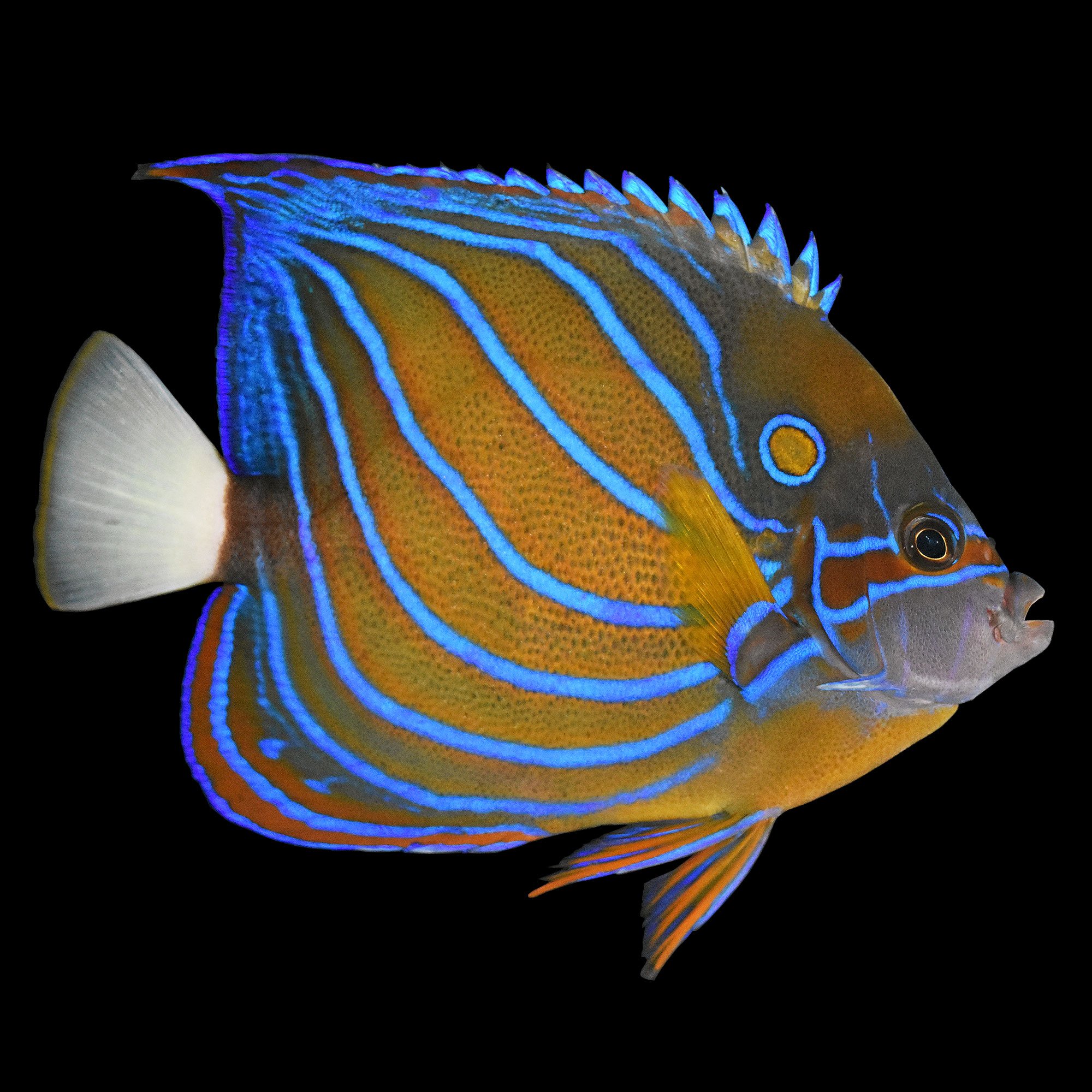 Blue Ring Angelfish Annularis Angelfish Adult Large Petco