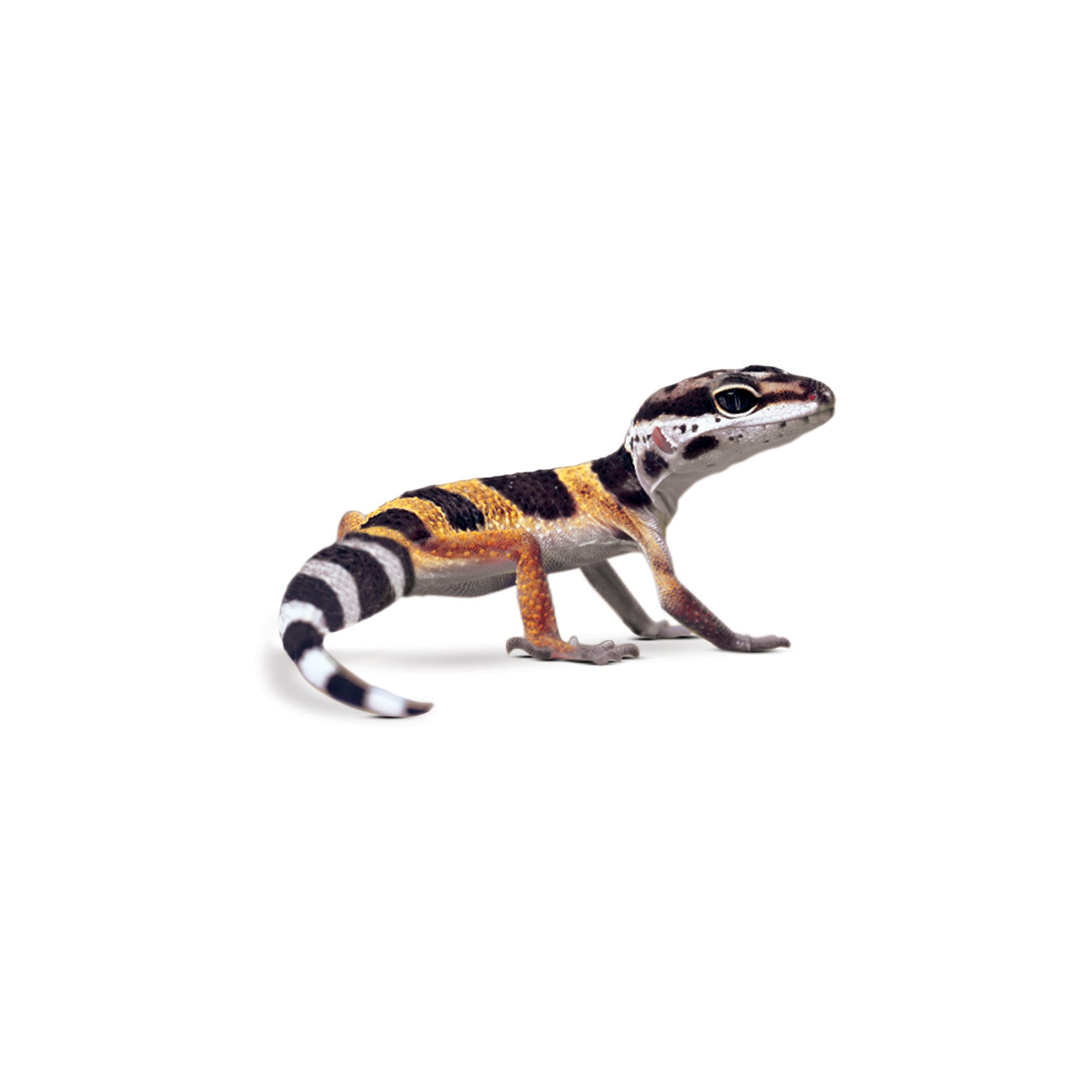 Leopard Geckos for Sale Buy Pet Leopard Geckos Petco