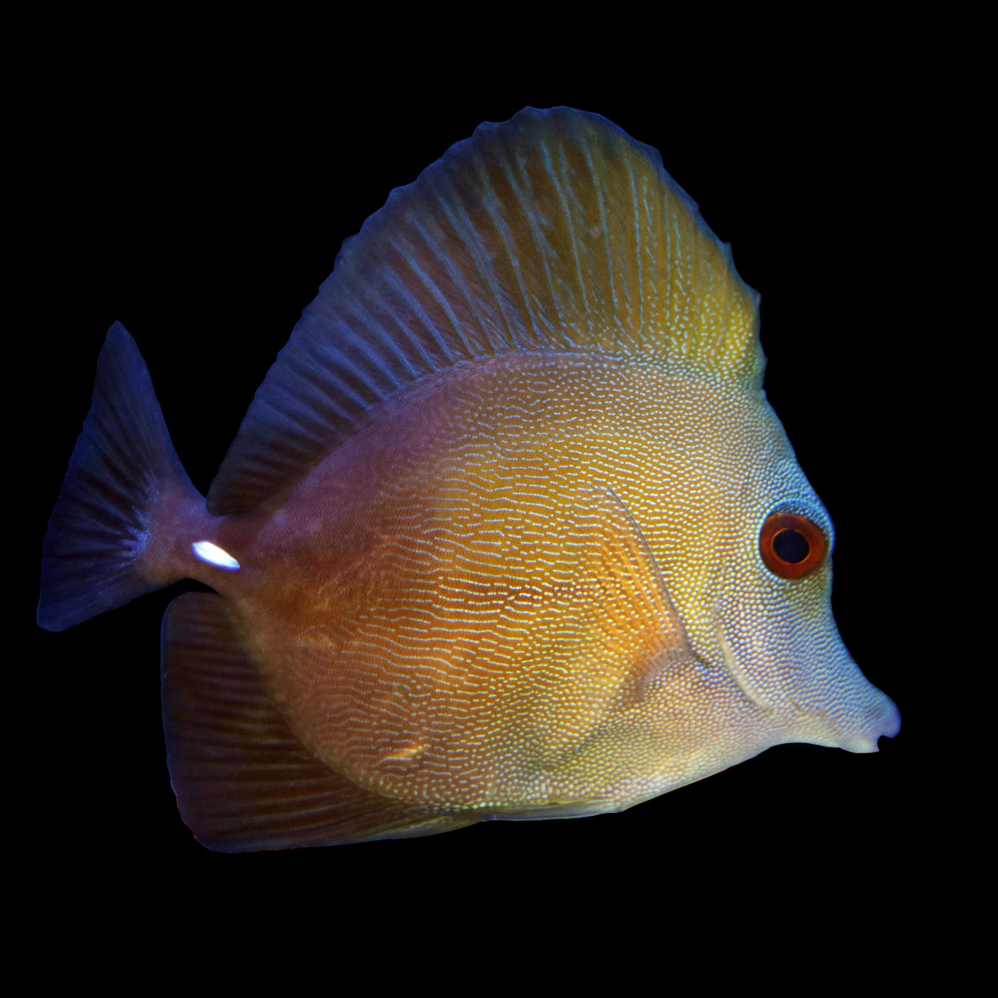 Scopas Tang Petco