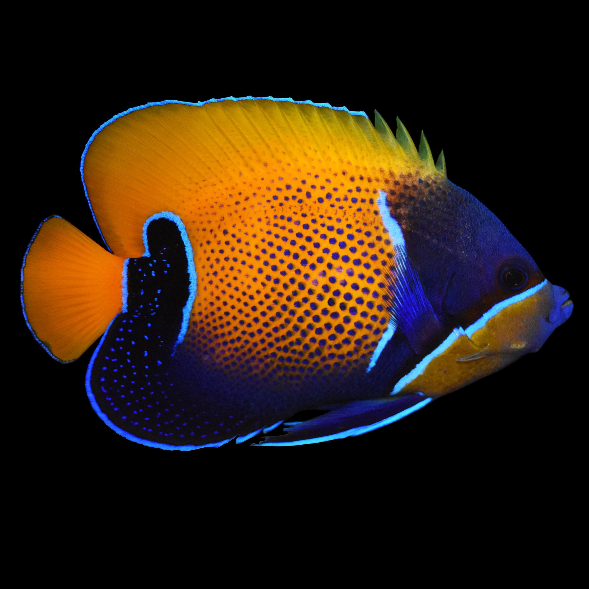 Majestic Angel Blue Girdled Angelfish Small Petco