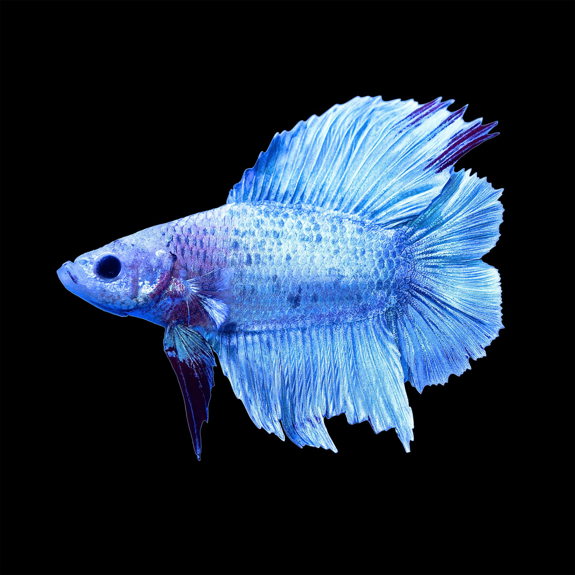 male-halfmoon-doubletail-plakat-betta-fish-petco