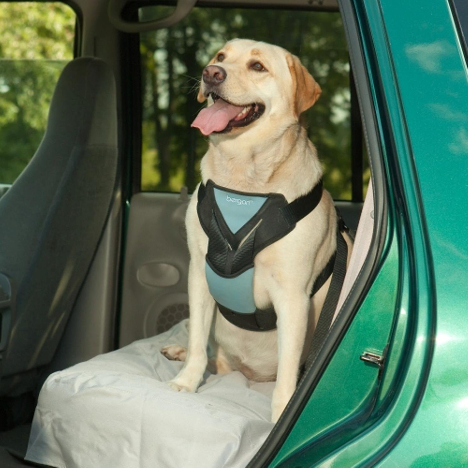 Bergan Auto Harness with Tether Dog Car Harness Petco