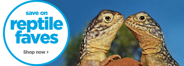 Save on reptile faves. Shop now.
