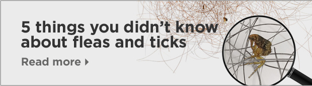 5 things you didn't know about fleas and ticks. Read more.