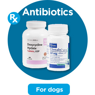 Antibiotics. For dogs.