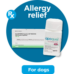 Allergy relief. For dogs.