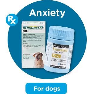 Anxiety. For dogs.