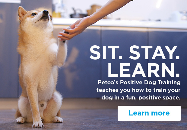 Sit. Stay. Learn. Petco's Positive Dog Training teaches you how to train your dog in a fun, positive space. Learn more.