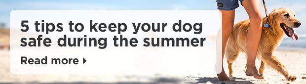 5 tips to keep your dog safe during the summer. Read more.
