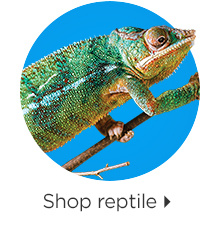 Shop reptile.