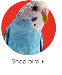 Shop bird.