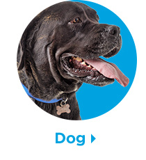 Dog.