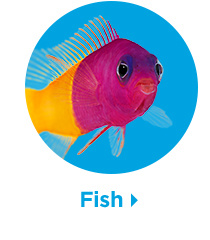 Fish.