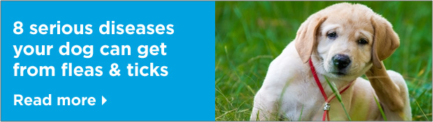 8 serious diseases your dog can get from fleas & ticks. Read more.