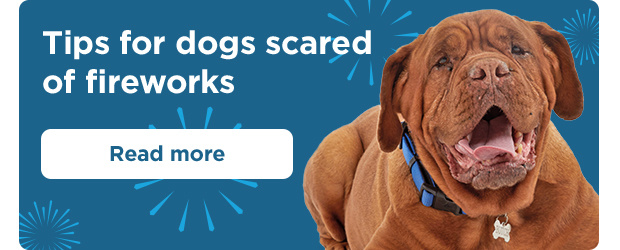 Tips for dogs scared of fireworks. Read more.