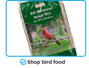 Shop bird food.