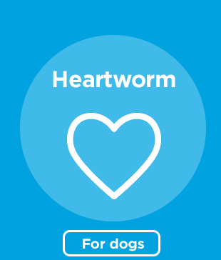 Heartworm for dogs.