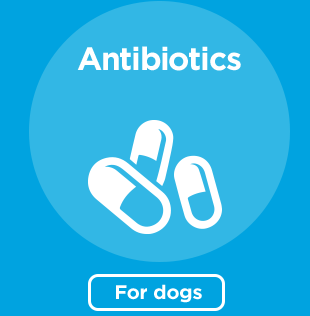 Antibiotics for dogs.