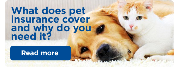 What does pet insurance cover and why do you need it? Read more.