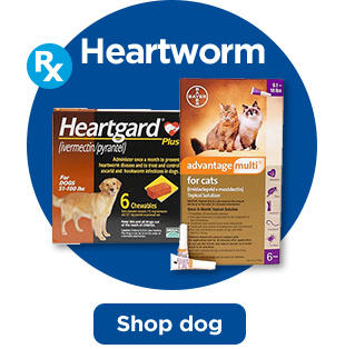 Heartworm. Shop dog.