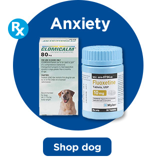 Anxiety. Shop dog.