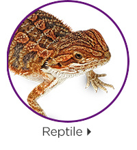 Reptile.