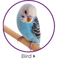 Bird.