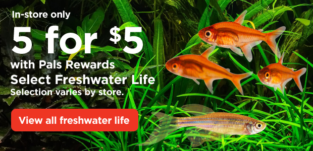 In-store only 5 for $5 with Pals Rewards. Select Freshwater Life. Selection varies by store. View all freshwater life.