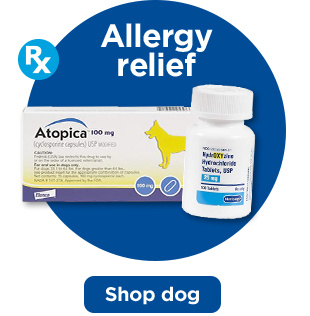 Allergy relief. Shop dog.