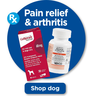 Pain relief & arthritis. Shop dog.