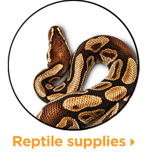 Reptile supplies.