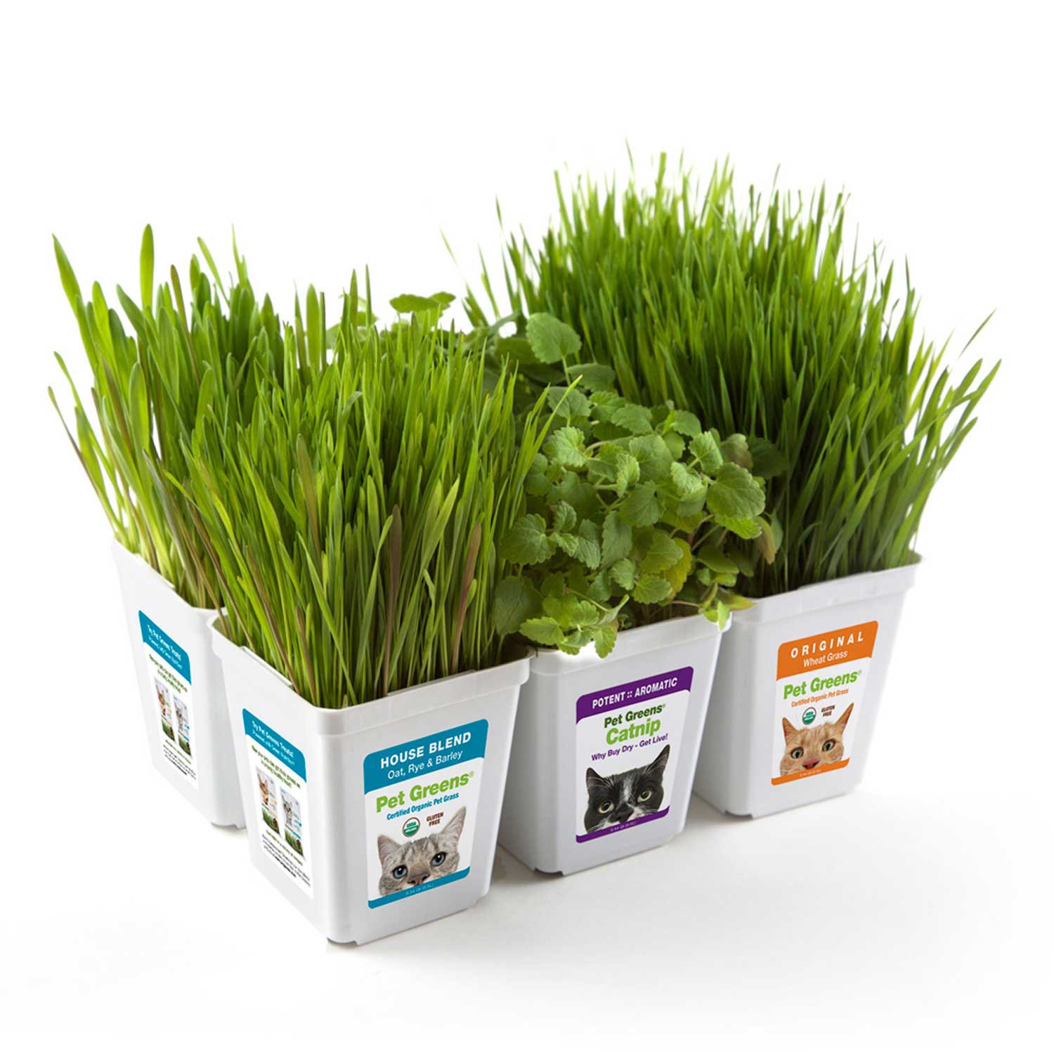 Pet Greens MultiPack Pet Grass Petco