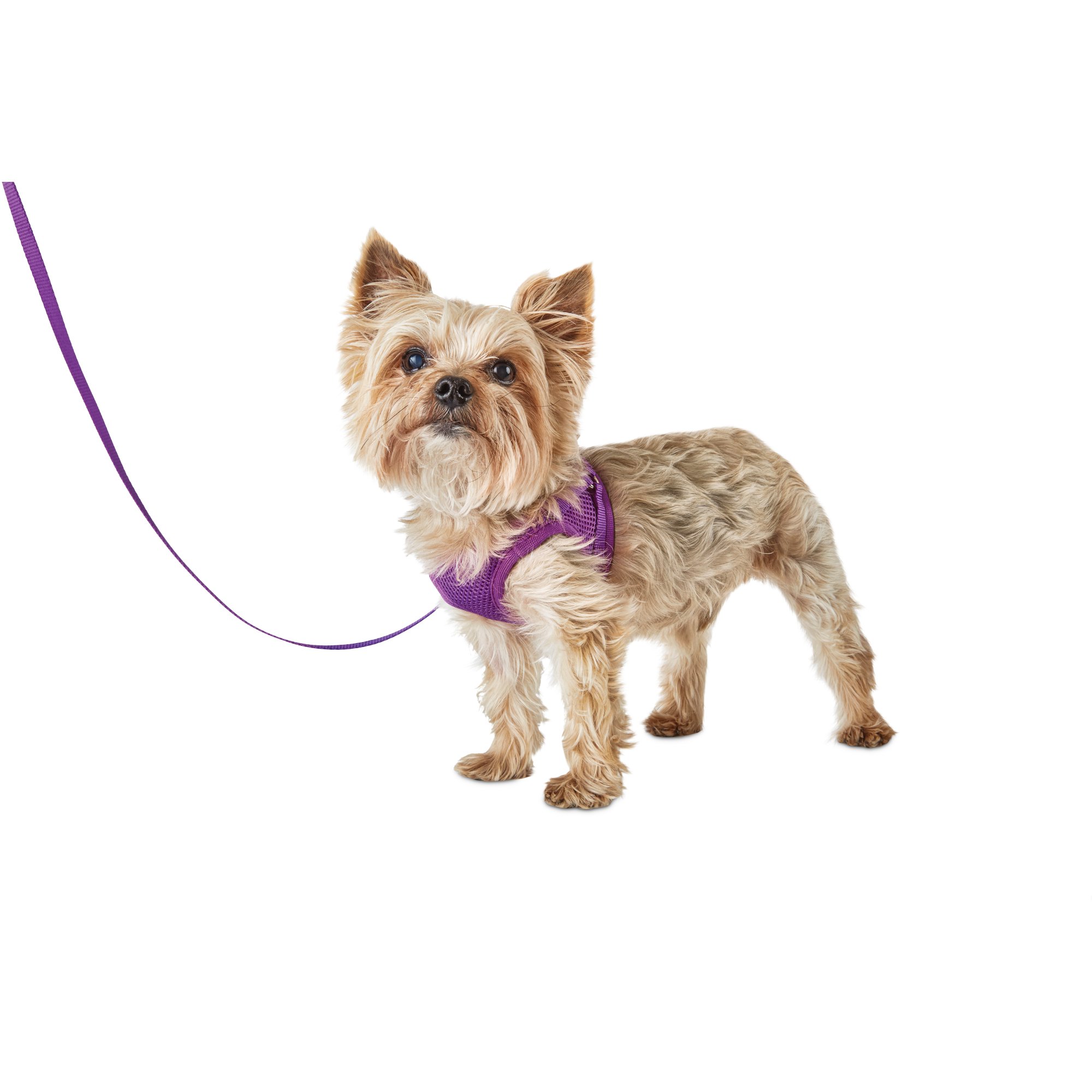 Bond & Co. Purple Mesh Harness Petco