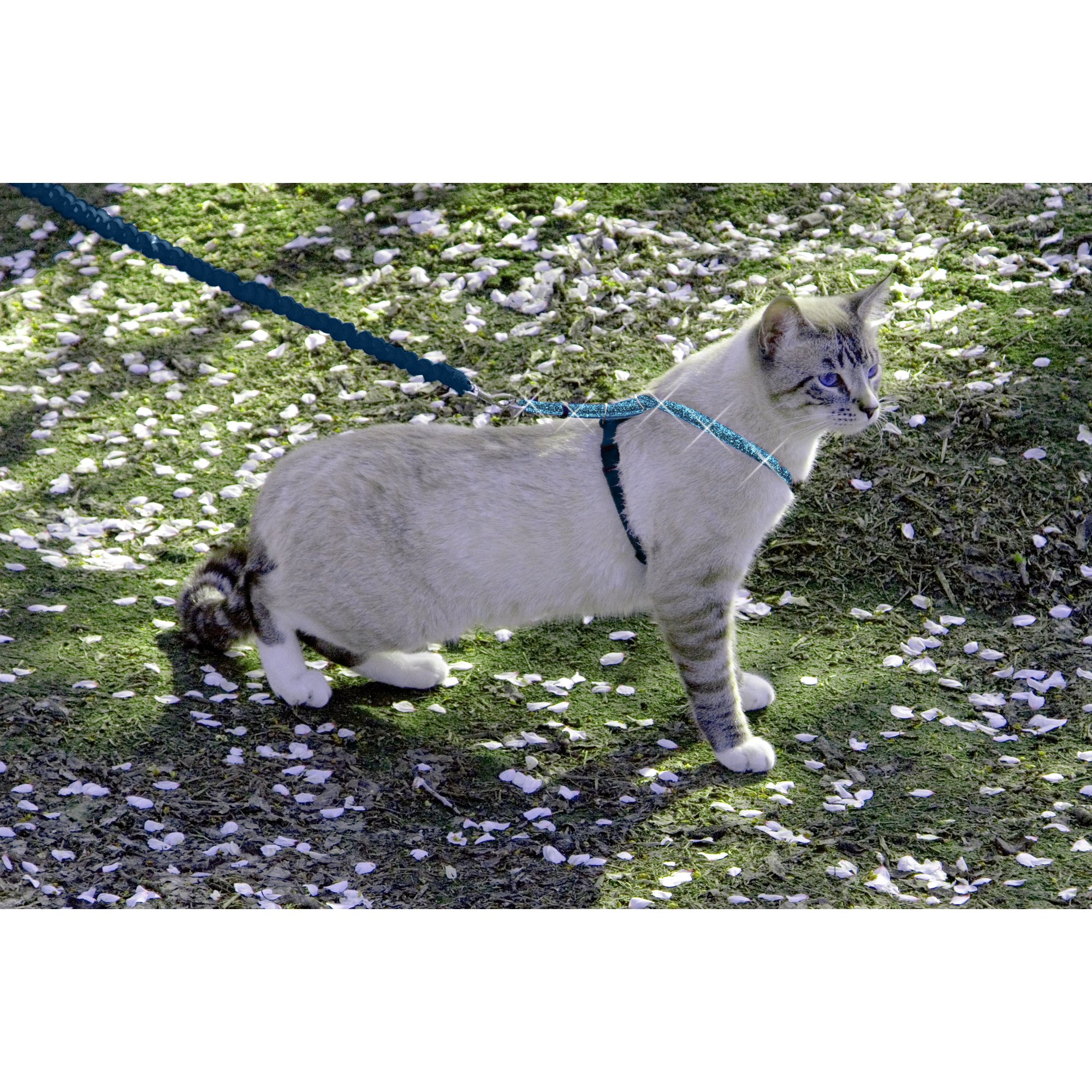 PetSafe Come With Me Kitty Harness and Bungee Leash, Sparkle Blue Petco