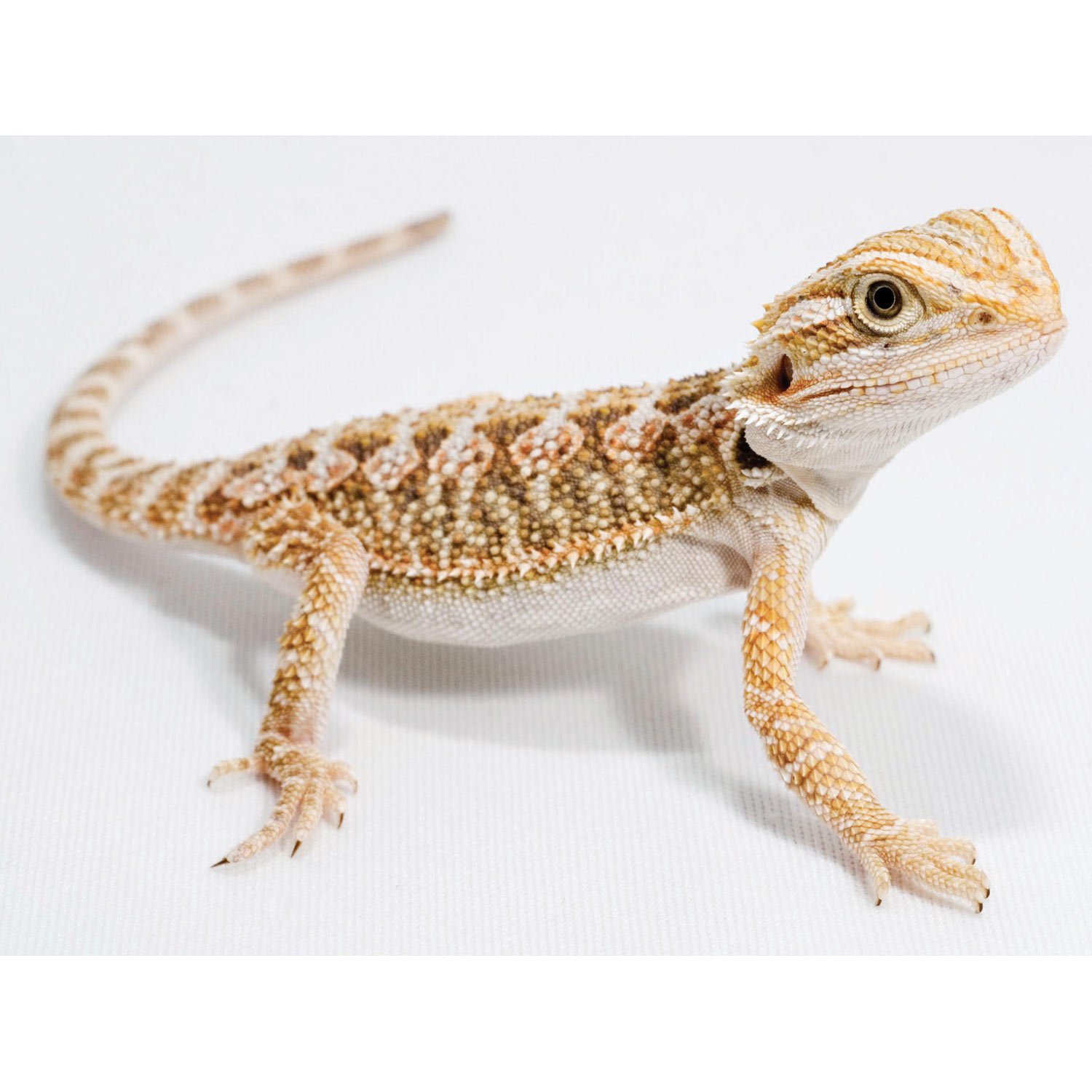 Bearded Dragon Cost Petsmart