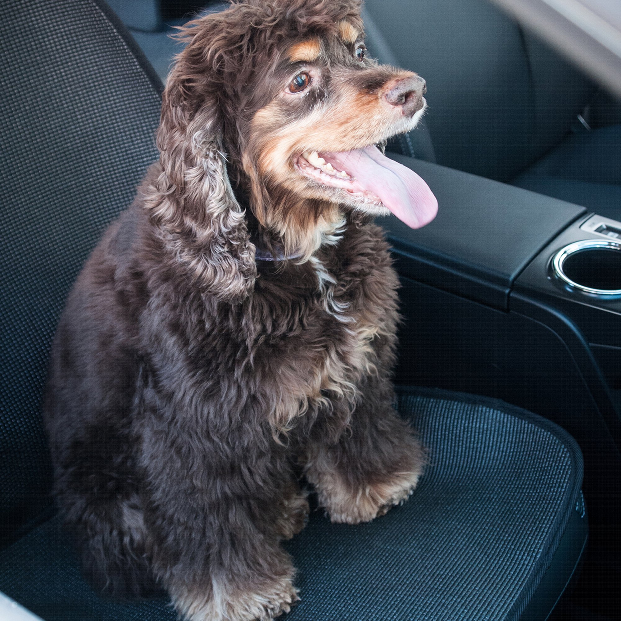 Stayjax Pet Products Car Seat Cover, 1 Bucket Seat Full Protection, 1