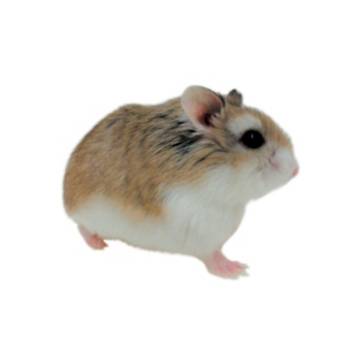 Roborovski Hamsters for Sale | Robo Dwarf Hamsters for ...