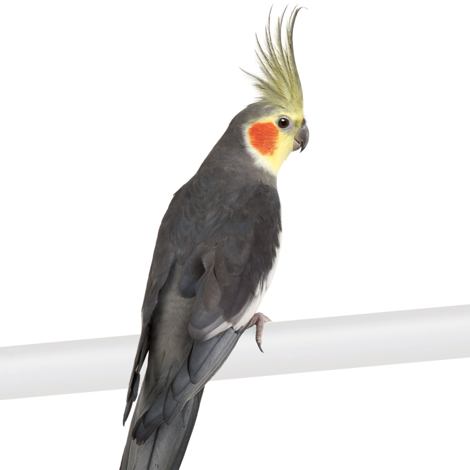 hansa cockatiel