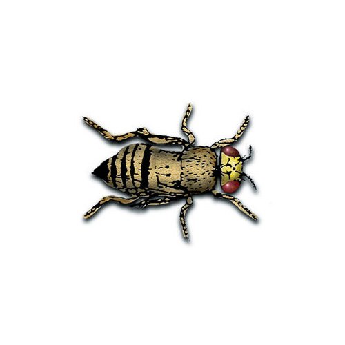 Flightless Fruit Flies d.hydei Petco