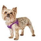 Collars, Leashes & Harnesses