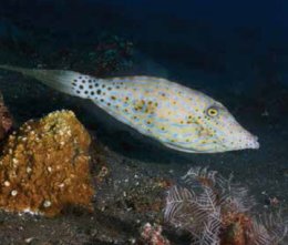 Filefish