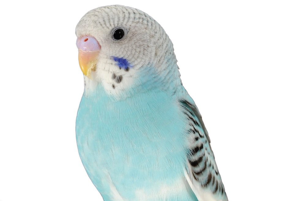 Parakeet | Petco