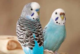 Fun Facts about Parakeets | Petco