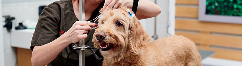 A Dog Grooming Glossary Petco